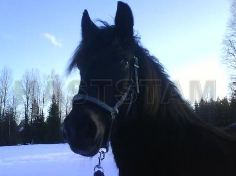Profilbild