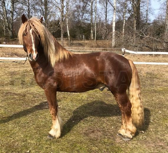 Profilbild