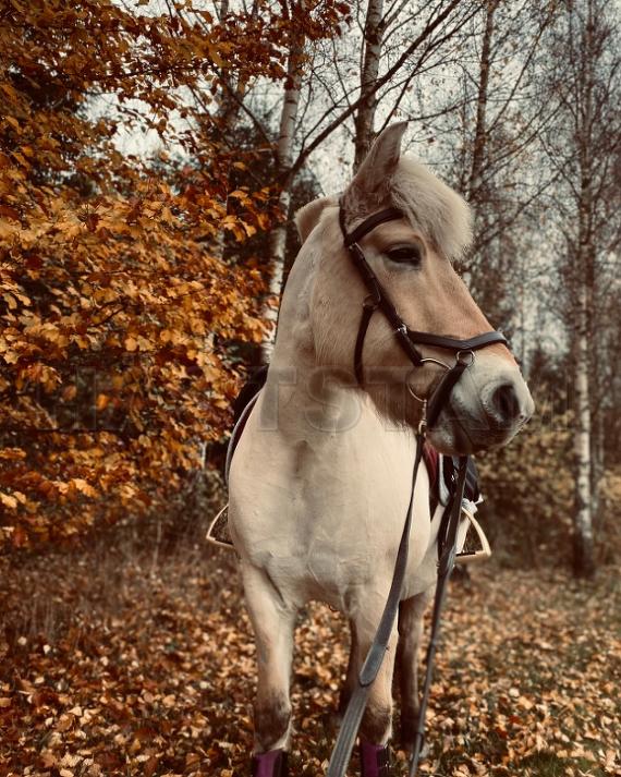 Profilbild