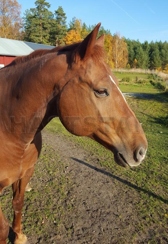 Profilbild