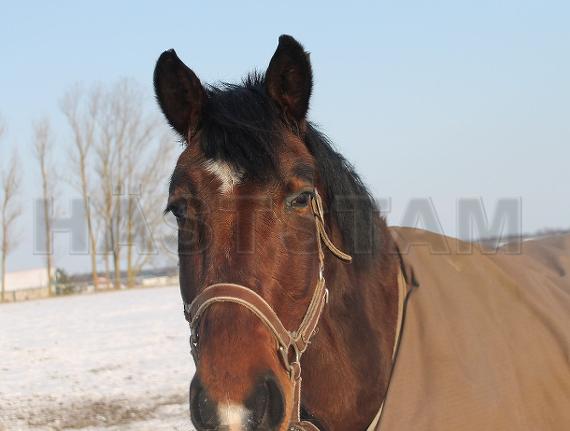 Profilbild