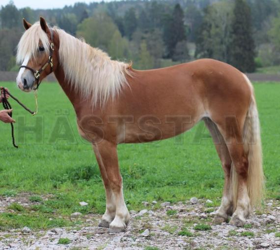 Profilbild