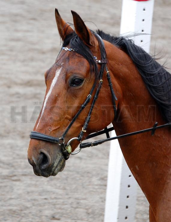 Profilbild