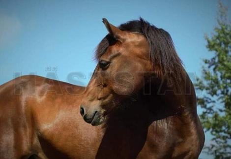 Profilbild