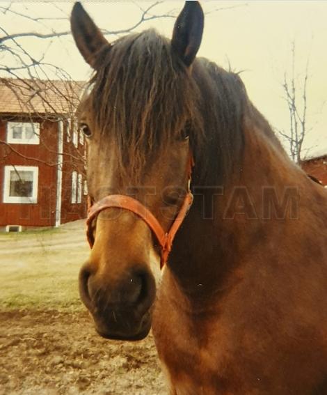 Profilbild