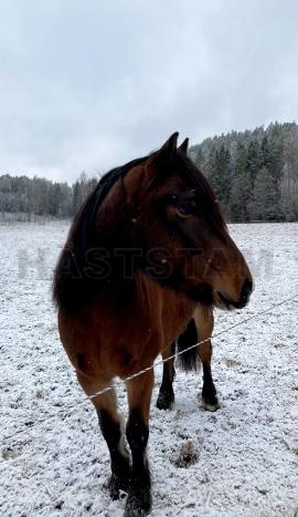 Profilbild