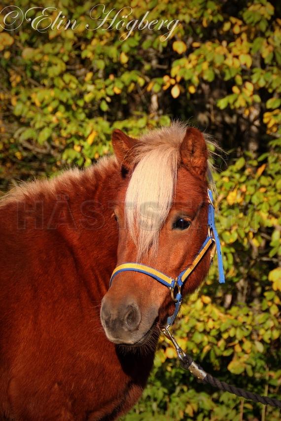 Profilbild