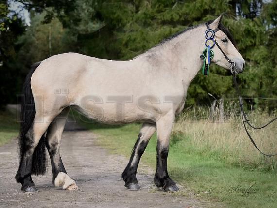 Profilbild
