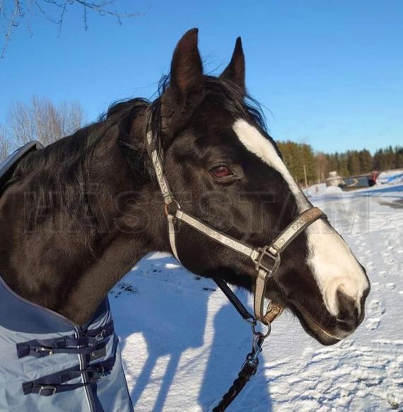 Profilbild