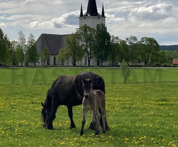 Profilbild