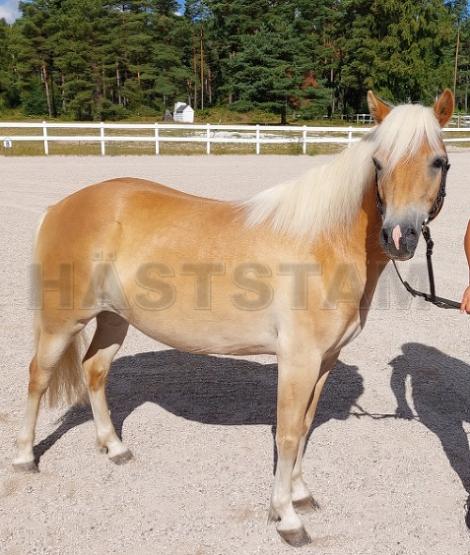 Profilbild