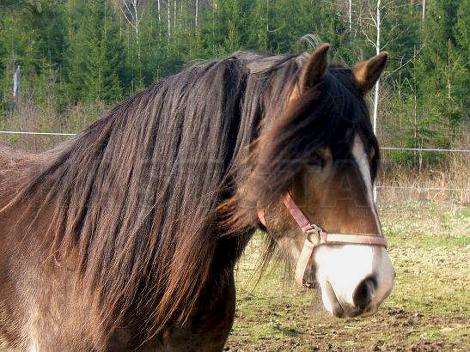 Profilbild