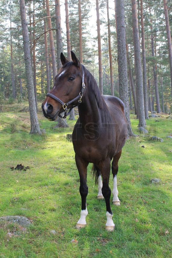 Profilbild