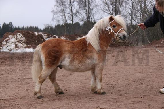 Profilbild