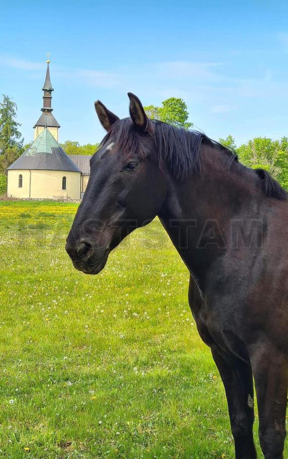 Profilbild