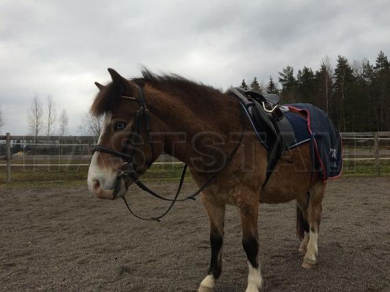 Profilbild