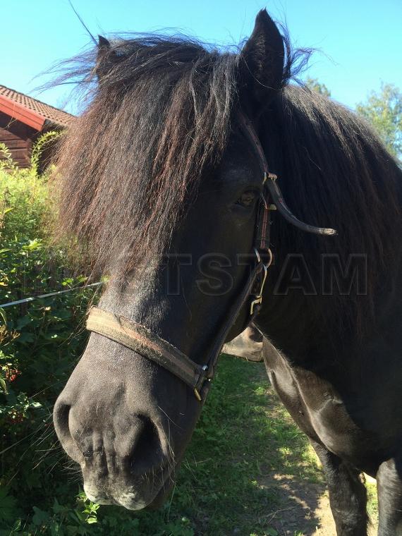 Profilbild