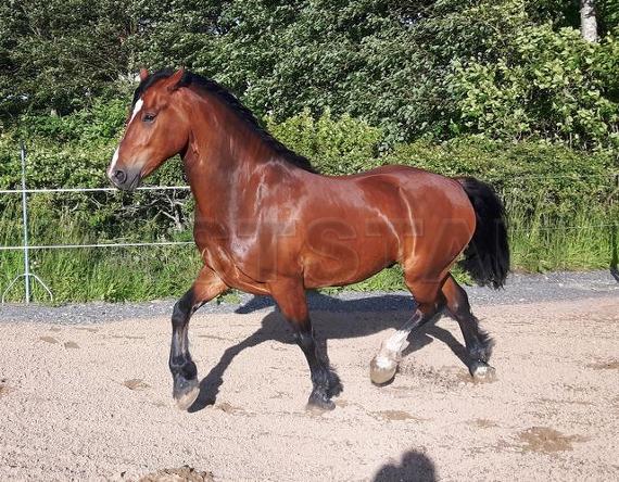 Profilbild