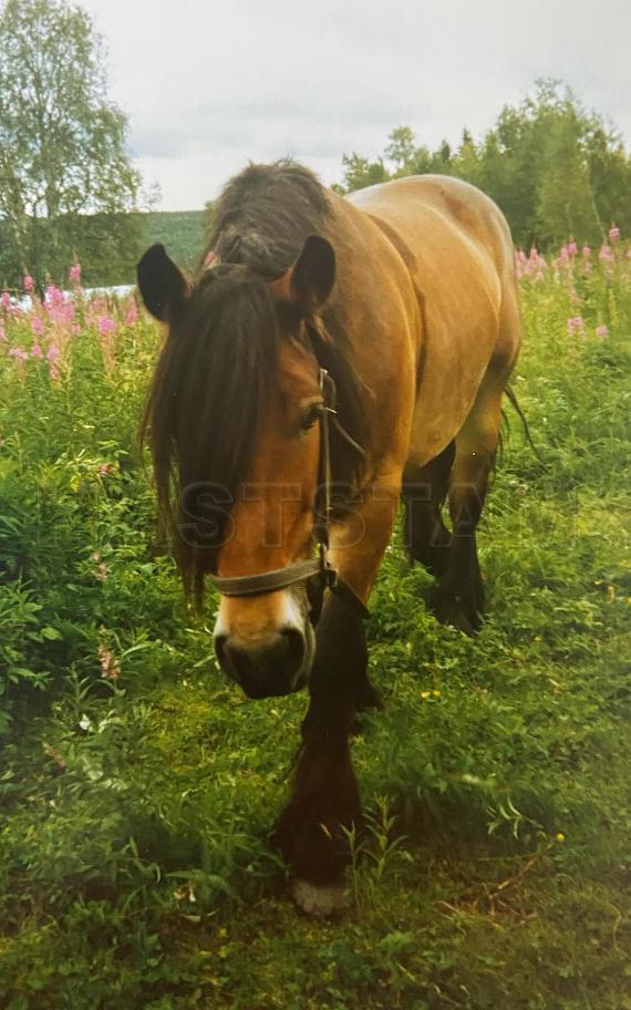 Profilbild