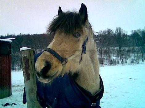 Profilbild