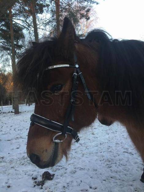 Profilbild