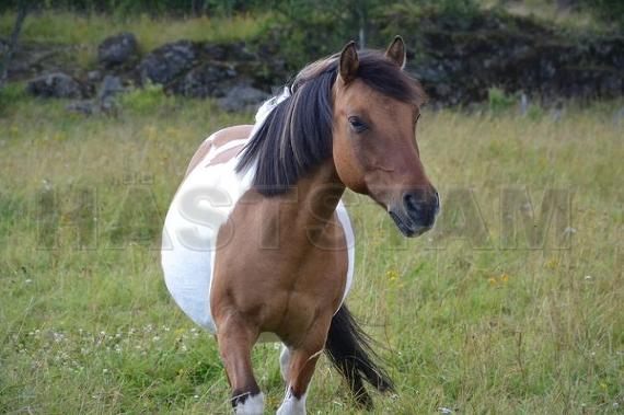 Profilbild