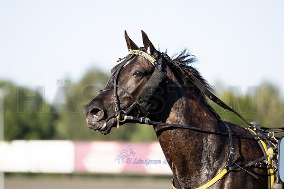 Profilbild
