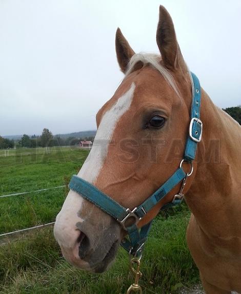 Profilbild