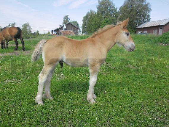 Profilbild
