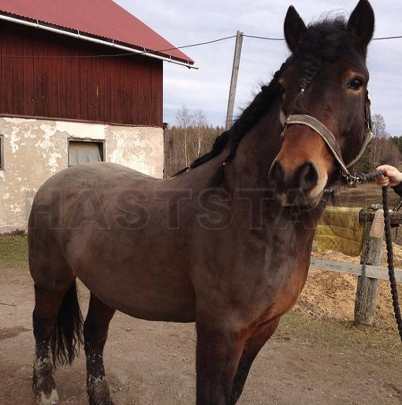 Profilbild