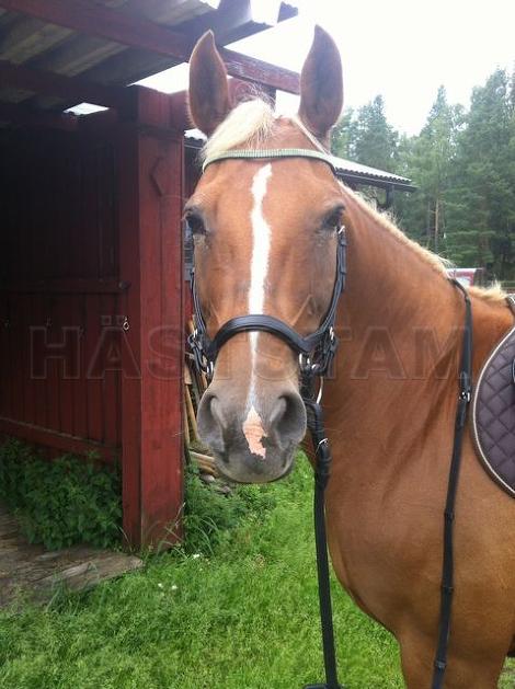 Profilbild