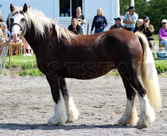 Profilbild
