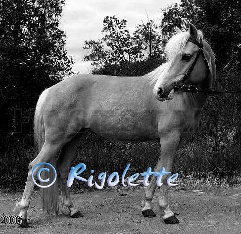 Profilbild