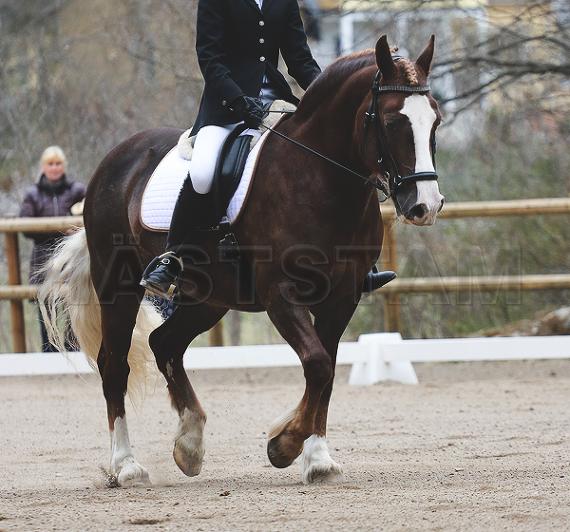 Profilbild
