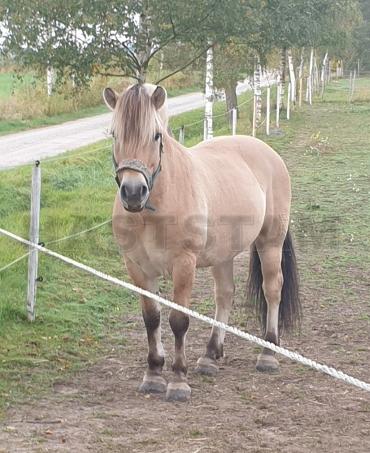 Profilbild