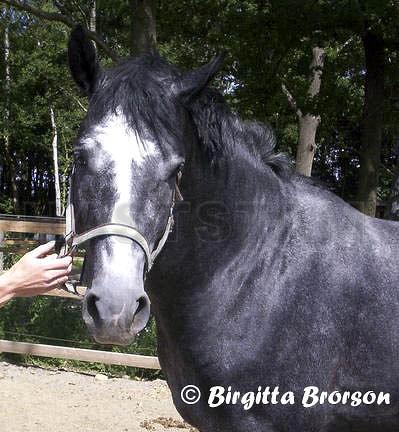 Profilbild