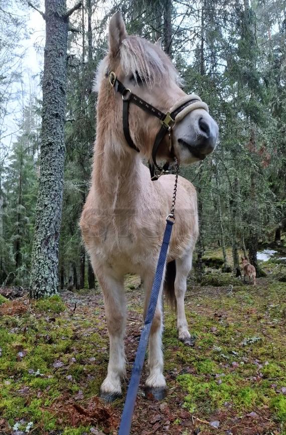 Profilbild