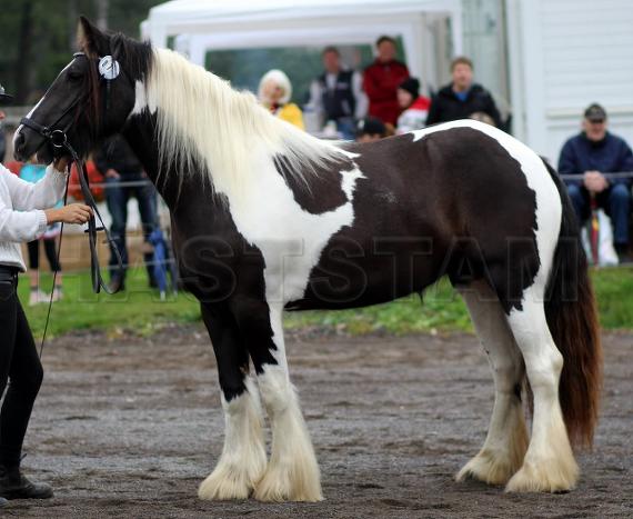 Profilbild