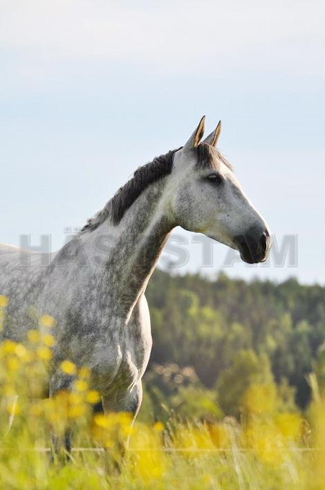 Profilbild
