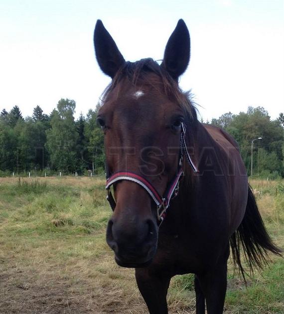 Profilbild