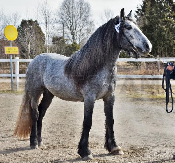 Profilbild