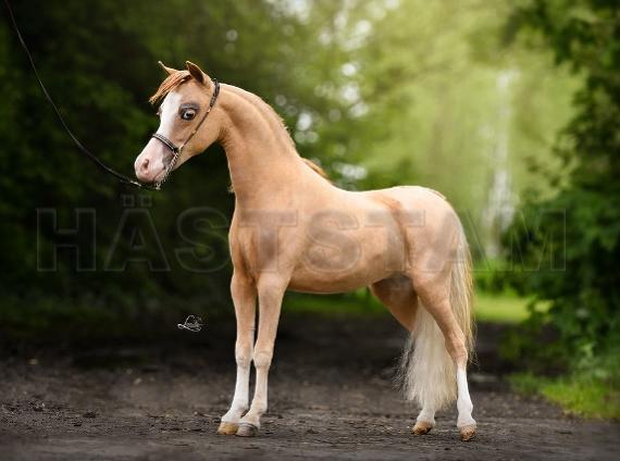 Profilbild