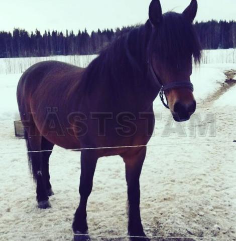 Profilbild