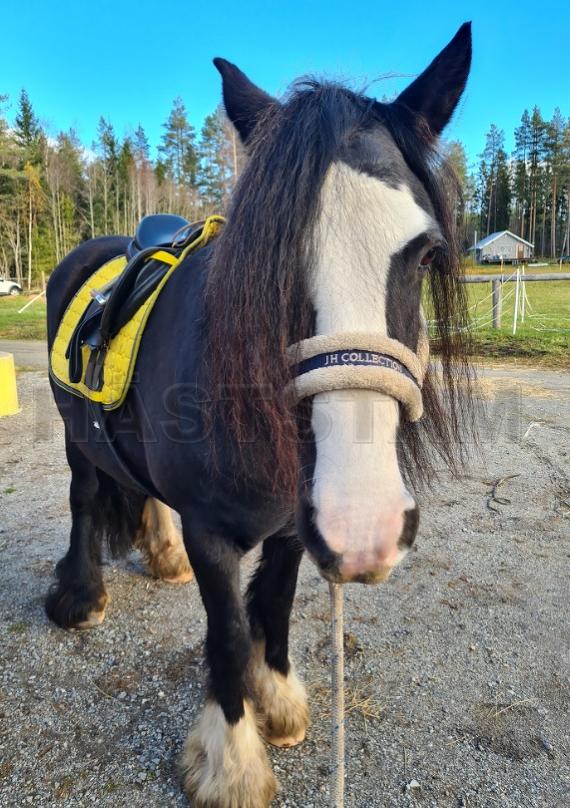 Profilbild