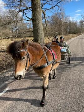 Profilbild
