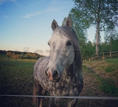 Profilbild
