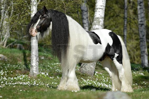 Profilbild