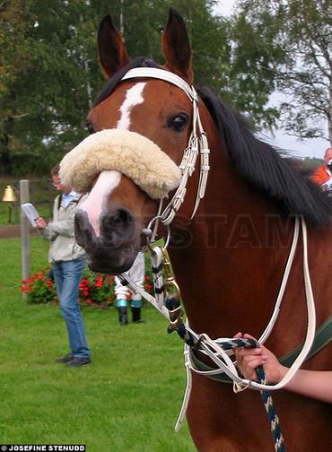 Profilbild