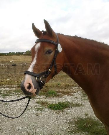 Profilbild