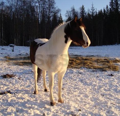 Profilbild
